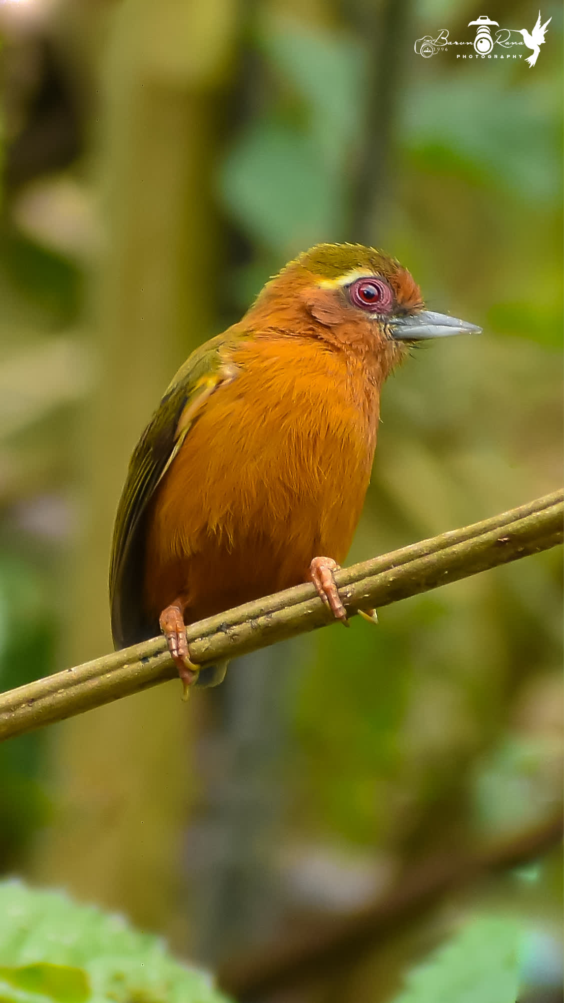 White Browed Piculet